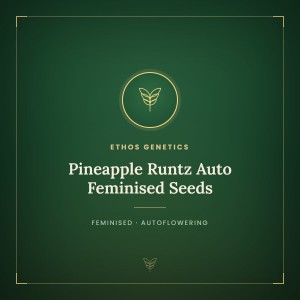Pineapple Runtz Auto Feminised Seeds Pineapple Runtz Auto Feminised Seeds