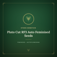 Pluto Cut RF3 Auto Feminised Seeds Pluto Cut RF3 Auto Feminised Seeds
