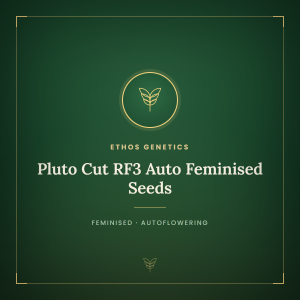 Pluto Cut RF3 Auto Feminised Seeds Pluto Cut RF3 Auto Feminised Seeds