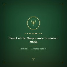 Planet of the Grapes Auto Feminised Seeds Planet of the Grapes Auto Feminised Seeds