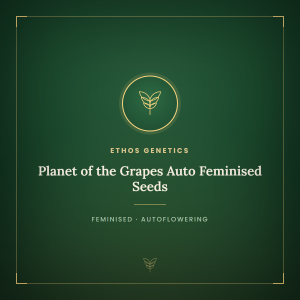 Planet of the Grapes Auto Feminised Seeds Planet of the Grapes Auto Feminised Seeds