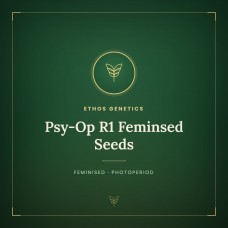 Psy-Op R1 Feminsed Seeds Psy-Op R1 Feminsed Seeds