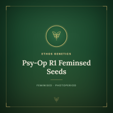 Psy-Op R1 Feminsed Seeds Psy-Op R1 Feminsed Seeds