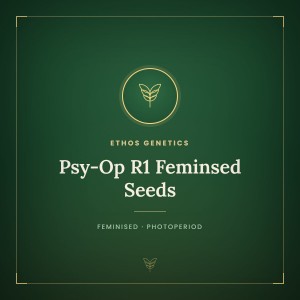Psy-Op R1 Feminsed Seeds
