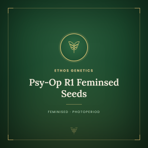 Psy-Op R1 Feminsed Seeds Psy-Op R1 Feminsed Seeds