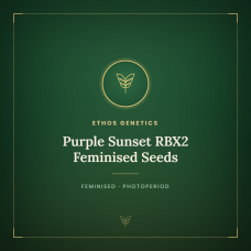Purple Sunset RBX2 Feminised Seeds Purple Sunset RBX2 Feminised Seeds