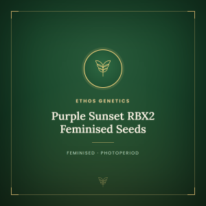 Purple Sunset RBX2 Feminised Seeds Purple Sunset RBX2 Feminised Seeds
