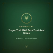 Purple Thai RBX1 Auto Feminised Seeds Purple Thai RBX1 Auto Feminised Seeds