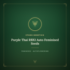 Purple Thai RBX1 Auto Feminised Seeds Purple Thai RBX1 Auto Feminised Seeds