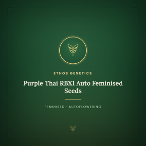Purple Thai RBX1 Auto Feminised Seeds Purple Thai RBX1 Auto Feminised Seeds