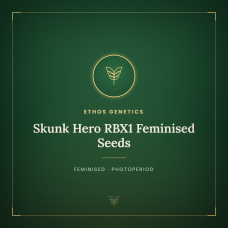 Skunk Hero RBX1 Feminised Seeds Skunk Hero RBX1 Feminised Seeds