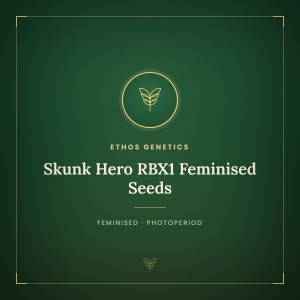 Skunk Hero RBX1 Feminised Seeds Skunk Hero RBX1 Feminised Seeds