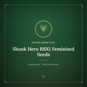 Skunk Hero RBX1 Feminised Seeds Skunk Hero RBX1 Feminised Seeds