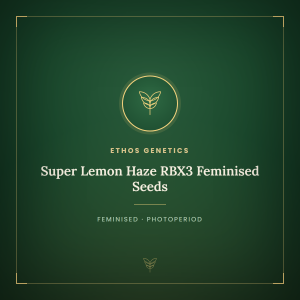 Super Lemon Haze RBX3 Feminised Seeds Super Lemon Haze RBX3 Feminised Seeds