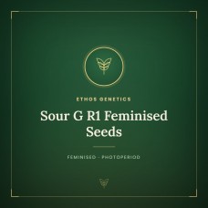 Sour G R1 Feminised Seeds Sour G R1 Feminised Seeds