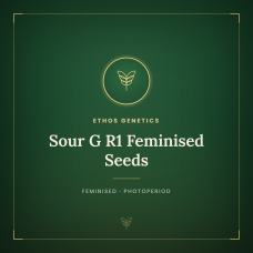 Sour G R1 Feminised Seeds Sour G R1 Feminised Seeds