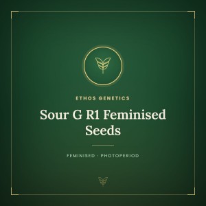 Sour G R1 Feminised Seeds Sour G R1 Feminised Seeds