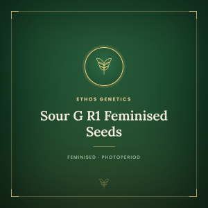 Sour G R1 Feminised Seeds Sour G R1 Feminised Seeds
