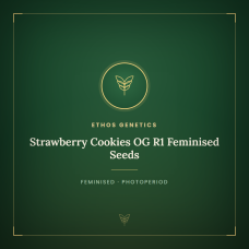 Strawberry Cookies OG R1 Feminised Seeds Strawberry Cookies OG R1 Feminised Seeds