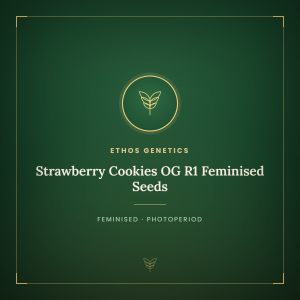 Strawberry Cookies OG R1 Feminised Seeds Strawberry Cookies OG R1 Feminised Seeds