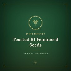 Toasted R1 Feminised Seeds Toasted R1 Feminised Seeds