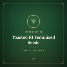 Toasted R1 Feminised Seeds Toasted R1 Feminised Seeds