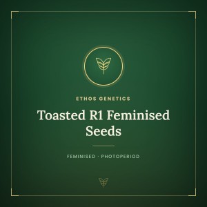 Toasted R1 Feminised Seeds Toasted R1 Feminised Seeds