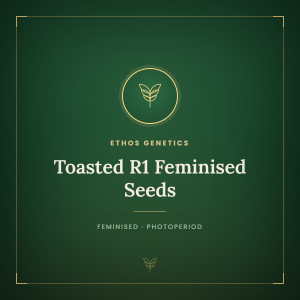 Toasted R1 Feminised Seeds Toasted R1 Feminised Seeds