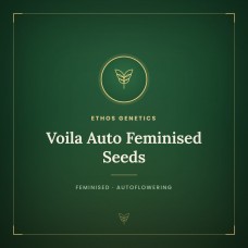 Voila Auto Feminised Seeds Voila Auto Feminised Seeds