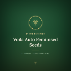Voila Auto Feminised Seeds Voila Auto Feminised Seeds