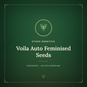 Voila Auto Feminised Seeds Voila Auto Feminised Seeds