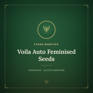 Voila Auto Feminised Seeds Voila Auto Feminised Seeds