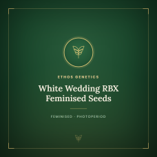 White Wedding RBX Feminised Seeds White Wedding RBX Feminised Seeds