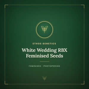 White Wedding RBX Feminised Seeds White Wedding RBX Feminised Seeds