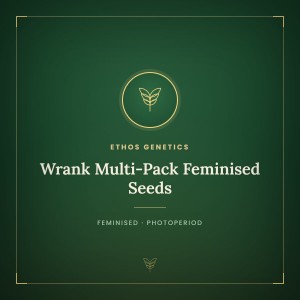 Wrank Multi-Pack Feminised Seeds Wrank Multi-Pack Feminised Seeds
