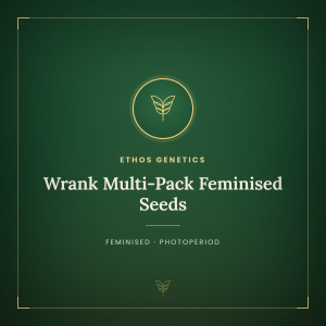 Wrank Multi-Pack Feminised Seeds Wrank Multi-Pack Feminised Seeds