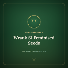 Wrank S1 Feminised Seeds Wrank S1 Feminised Seeds