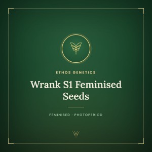 Wrank S1 Feminised Seeds