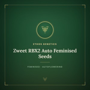 Zweet RBX2 Auto Feminised Seeds Zweet RBX2 Auto Feminised Seeds