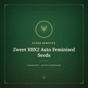 Zweet RBX2 Auto Feminised Seeds Zweet RBX2 Auto Feminised Seeds