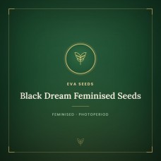 Black Dream Feminised Seeds Black Dream Feminised Seeds