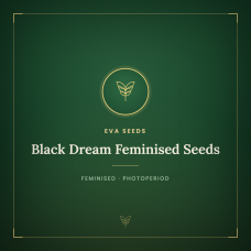 Black Dream Feminised Seeds Black Dream Feminised Seeds