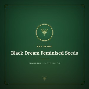 Black Dream Feminised Seeds
