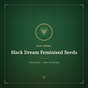 Black Dream Feminised Seeds Black Dream Feminised Seeds