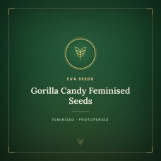 Gorilla Candy Feminised Seeds Gorilla Candy Feminised Seeds