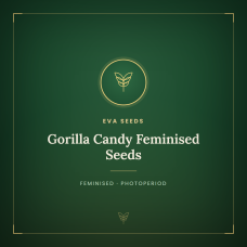Gorilla Candy Feminised Seeds Gorilla Candy Feminised Seeds
