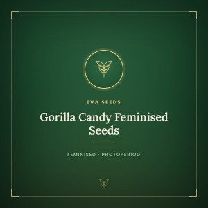 Gorilla Candy Feminised Seeds Gorilla Candy Feminised Seeds