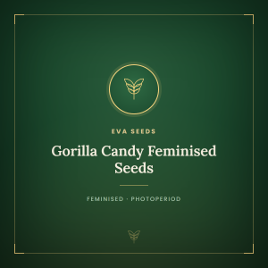 Gorilla Candy Feminised Seeds Gorilla Candy Feminised Seeds