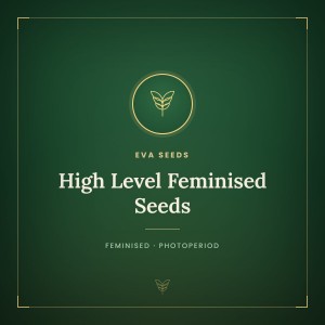 High Level Feminised Seeds