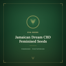 Jamaican Dream CBD Feminised Seeds Jamaican Dream CBD Feminised Seeds